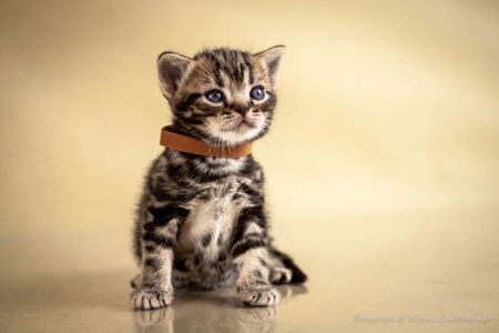 Кошенята. Хлопчик та дівчинка. Американська короткошерста