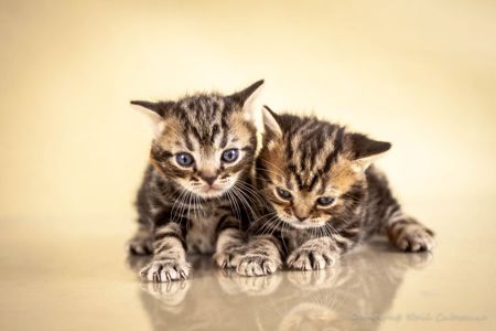 Кошенята. Хлопчик та дівчинка. Американська короткошерста