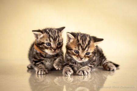 Кошенята. Хлопчик та дівчинка. Американська короткошерста