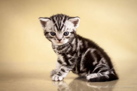 Хлопчик Американський короткошерстий. Раннє бронювання