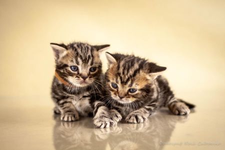 Кошенята. Хлопчик та дівчинка. Американська короткошерста