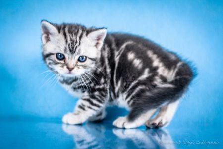 Хлопчик Американський короткошерстий. Раннє бронювання