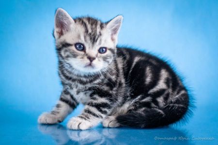 Хлопчик Американський короткошерстий. Раннє бронювання