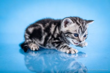 Американська короткошерстна. Хлопчик УСТІМ
