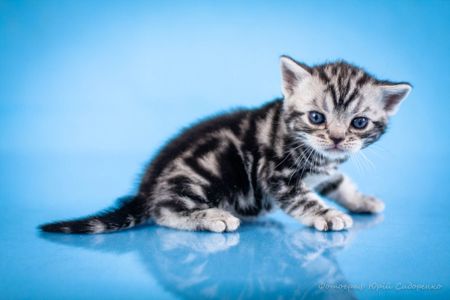 Американська короткошерстна. Хлопчик УСТІМ