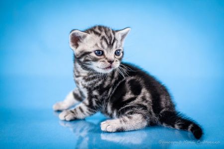 Американська короткошерстна. Хлопчик УСТІМ