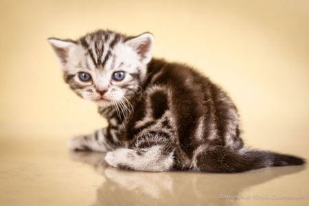 Американська короткошерстна. Хлопчик УСТІМ