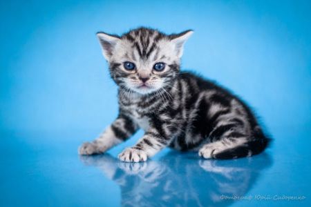 Американська короткошерстна. Хлопчик УСТІМ