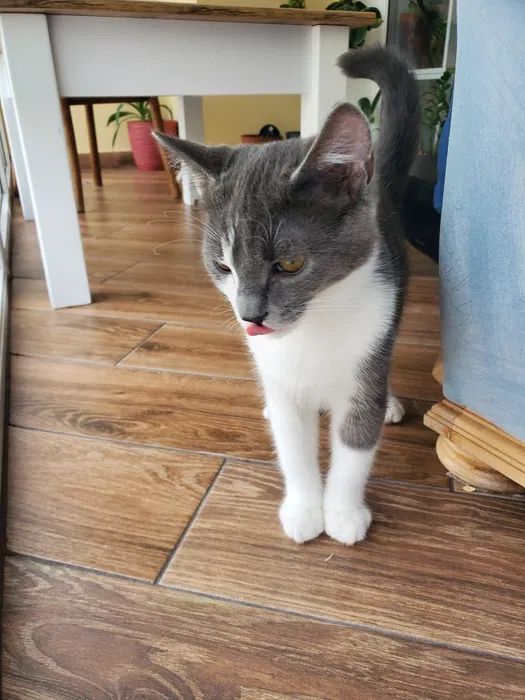 Віддам муркотика! Ніжний та лагідний котик шукає дім!
