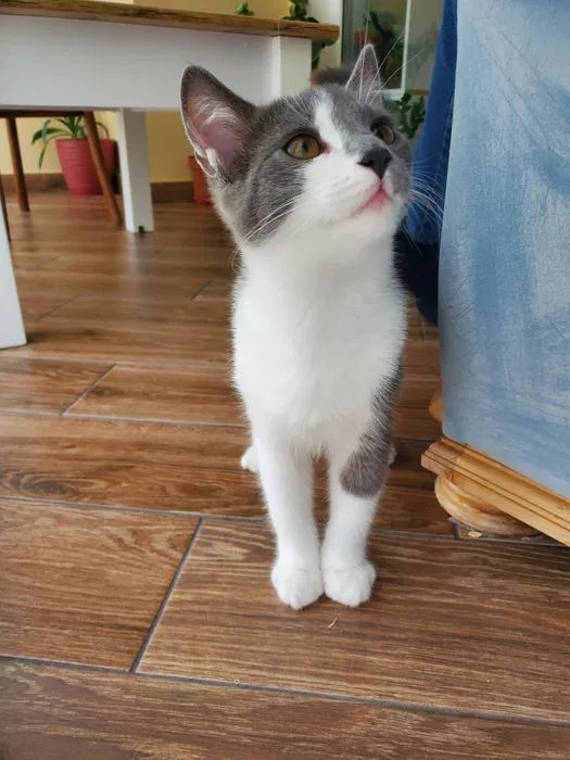 Віддам муркотика! Ніжний та лагідний котик шукає дім!