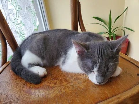 Віддам муркотика! Ніжний та лагідний котик шукає дім!