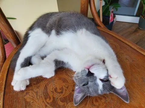 Віддам муркотика! Ніжний та лагідний котик шукає дім!