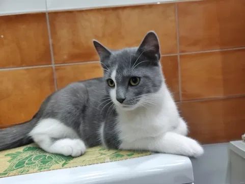 Віддам муркотика! Ніжний та лагідний котик шукає дім!