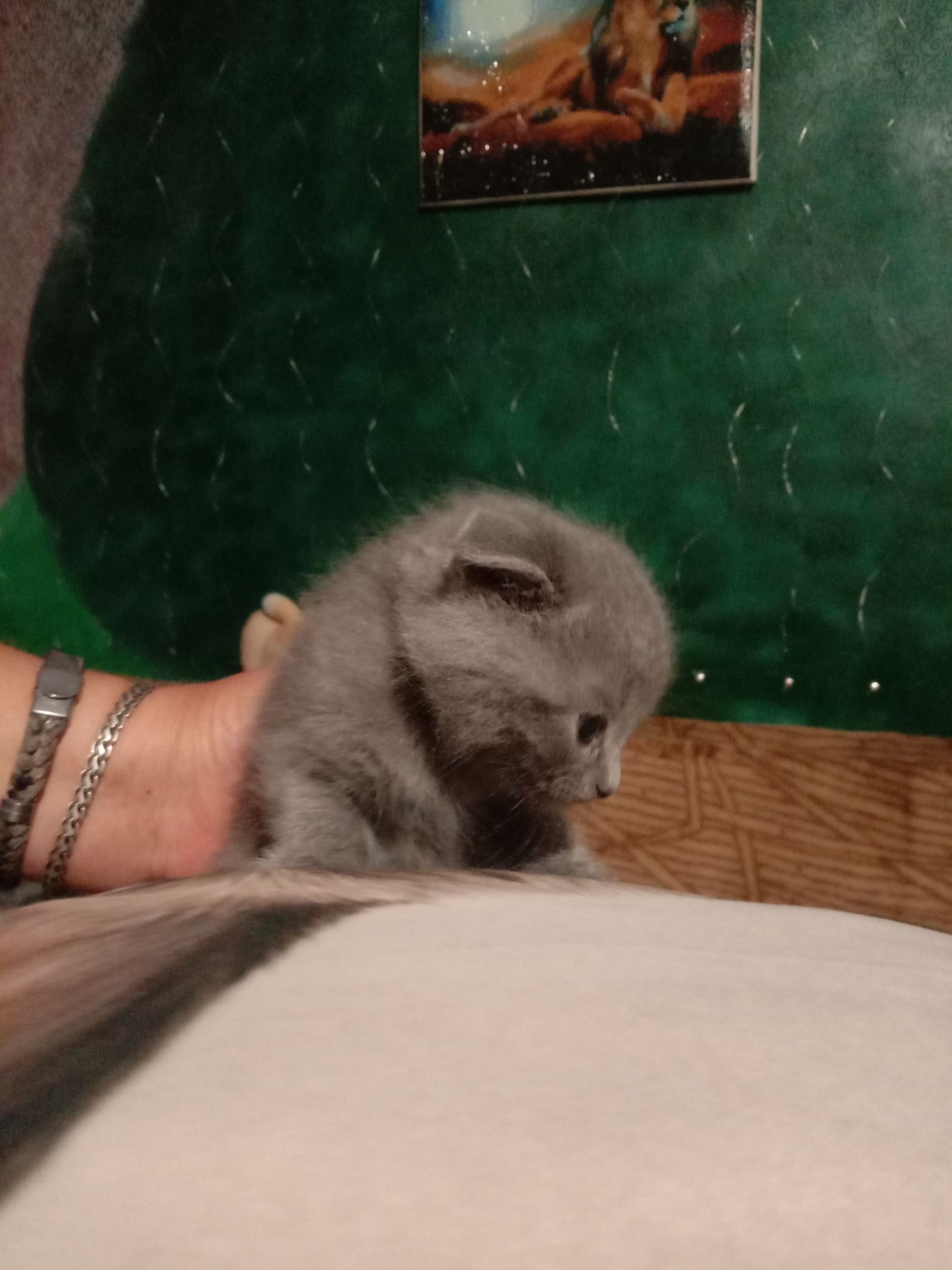 Шотландські Вислоухі