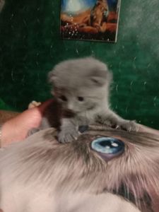 Шотландські Вислоухі