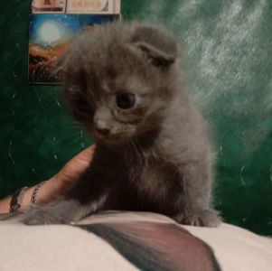 Шотландські Вислоухі