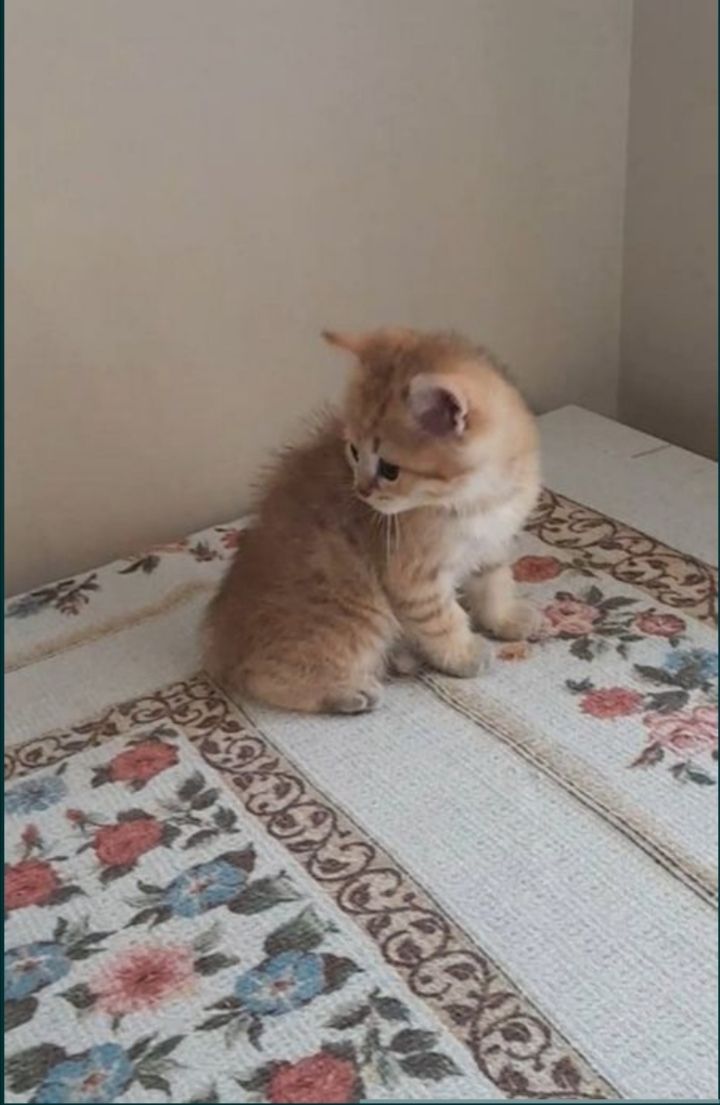 Котенок золотая шиншила