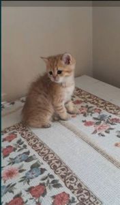 Котенок золотая шиншила