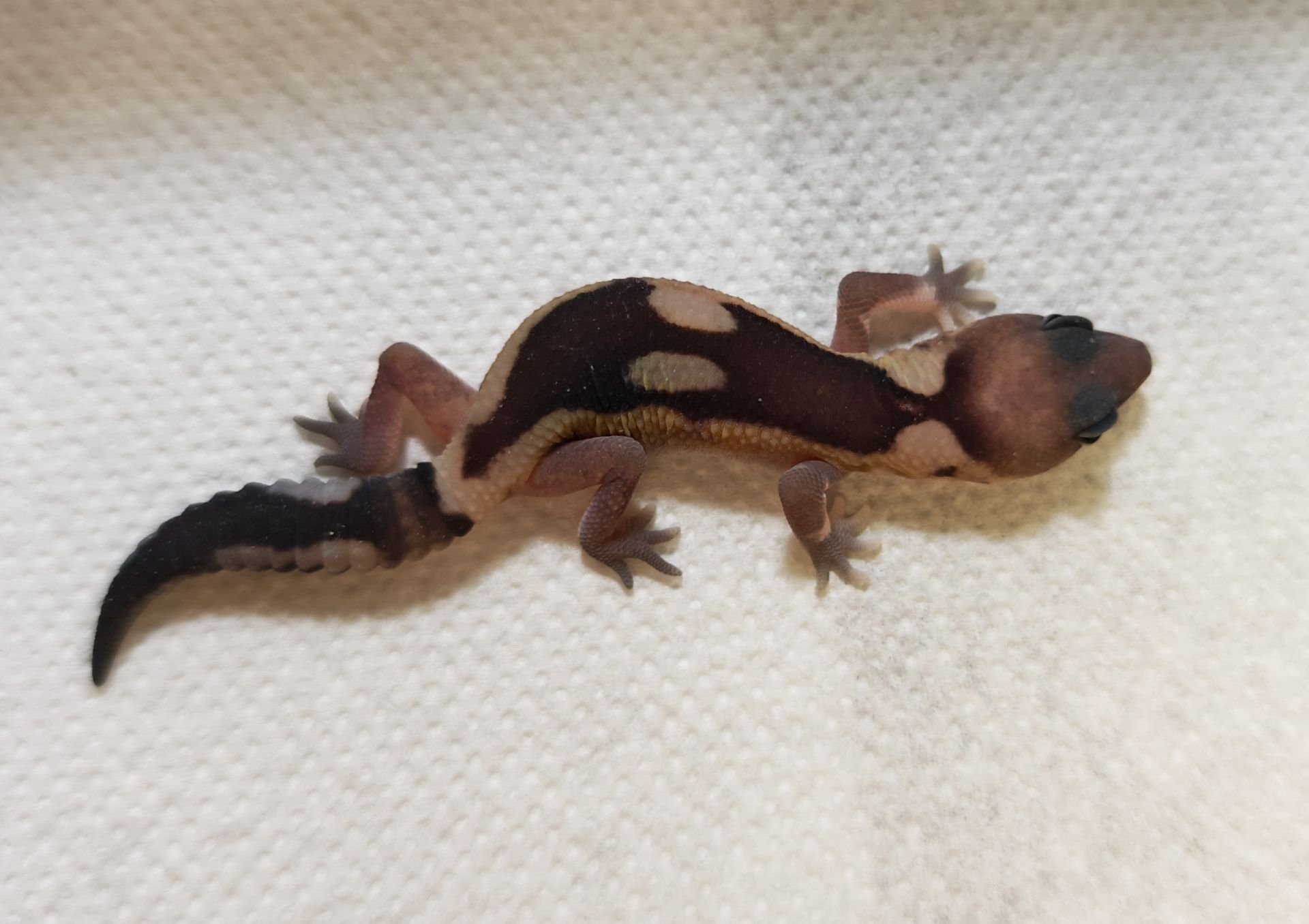 Hemitheconyx