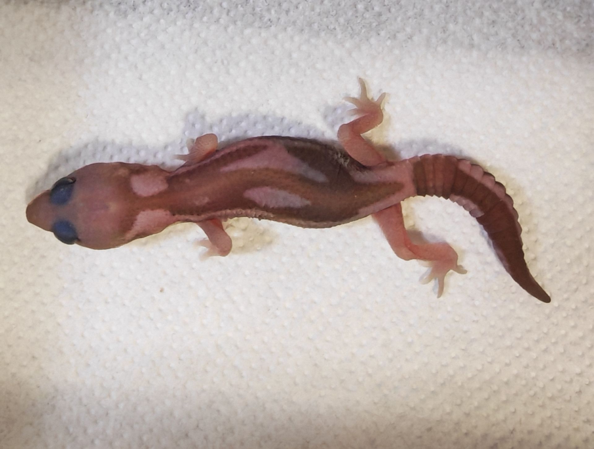 Hemitheconyx