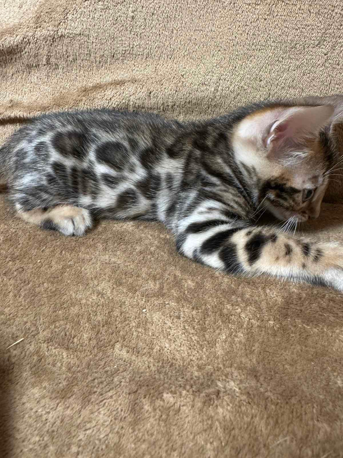 Бенгальські кошенята
