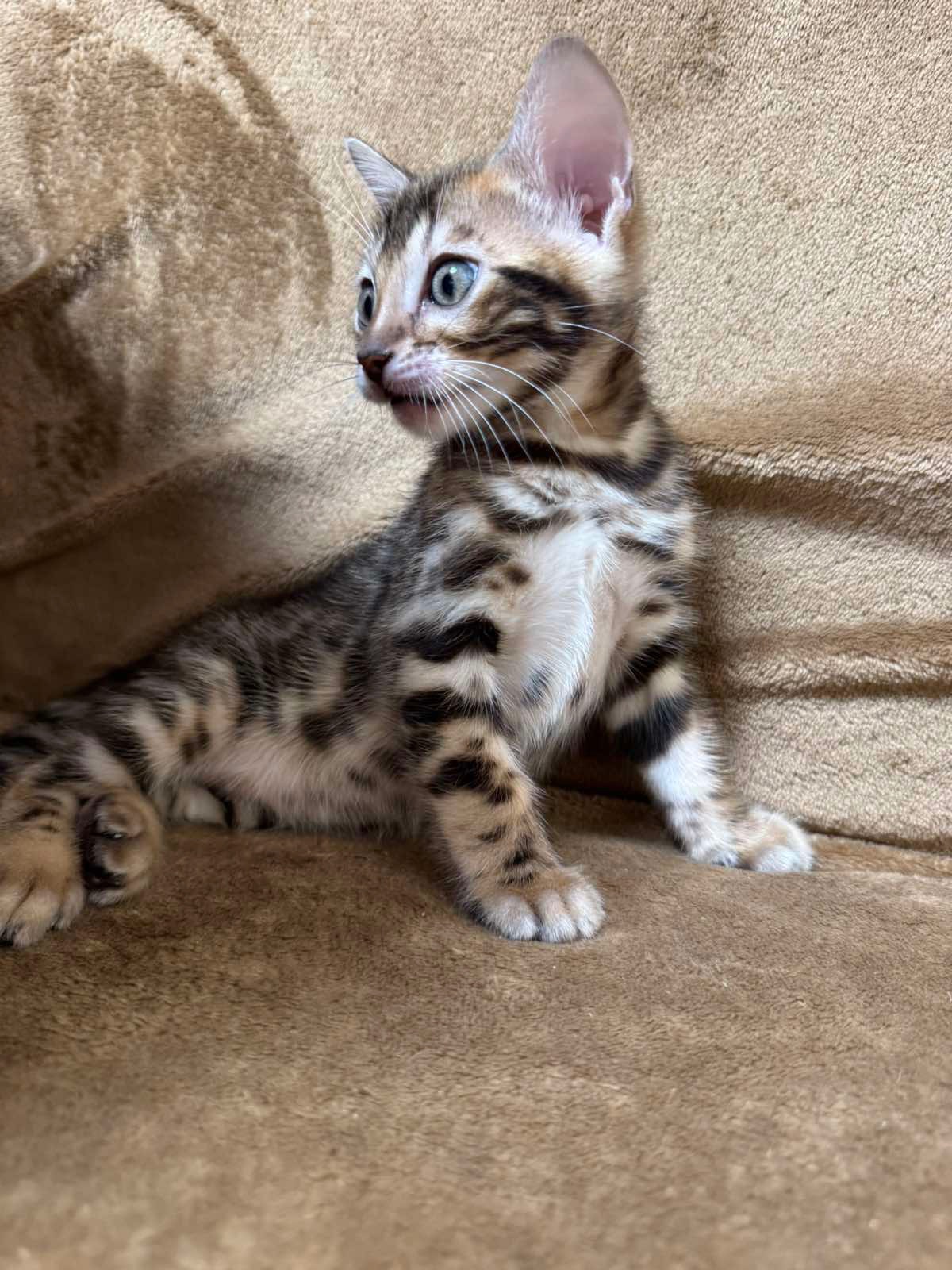 Бенгальські кошенята