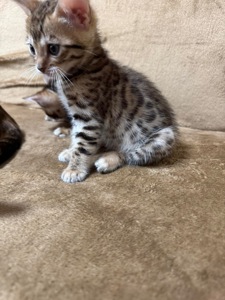 Бенгальські кошенята