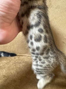 Бенгальські кошенята