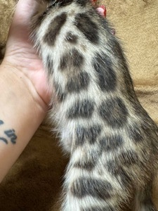 Бенгальські кошенята