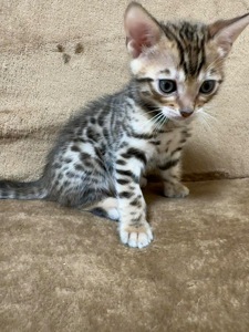 Бенгальські кошенята