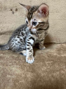 Бенгальські кошенята
