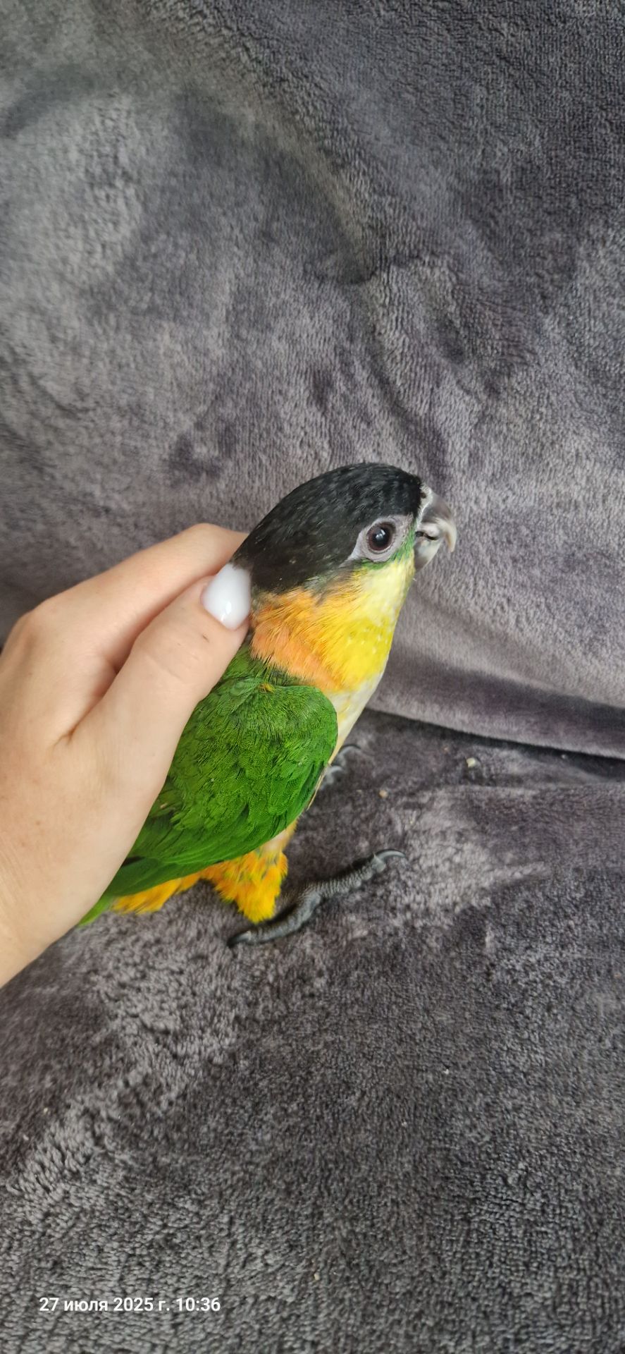 Каик птенчик