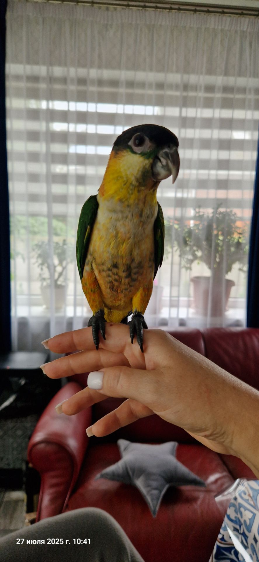 Каик птенчик