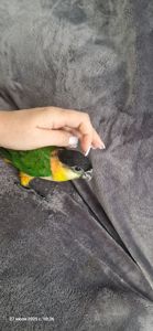 Каик птенчик