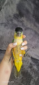Каик птенчик