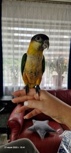 Каик птенчик