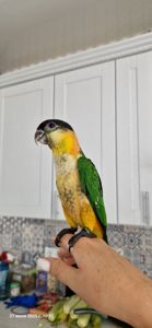 Каик птенчик