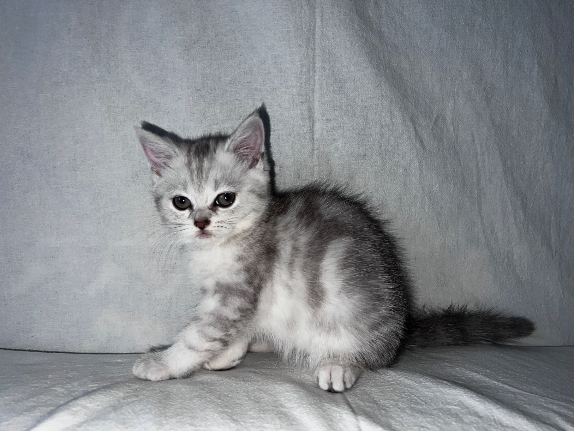 Британская кошка 💘