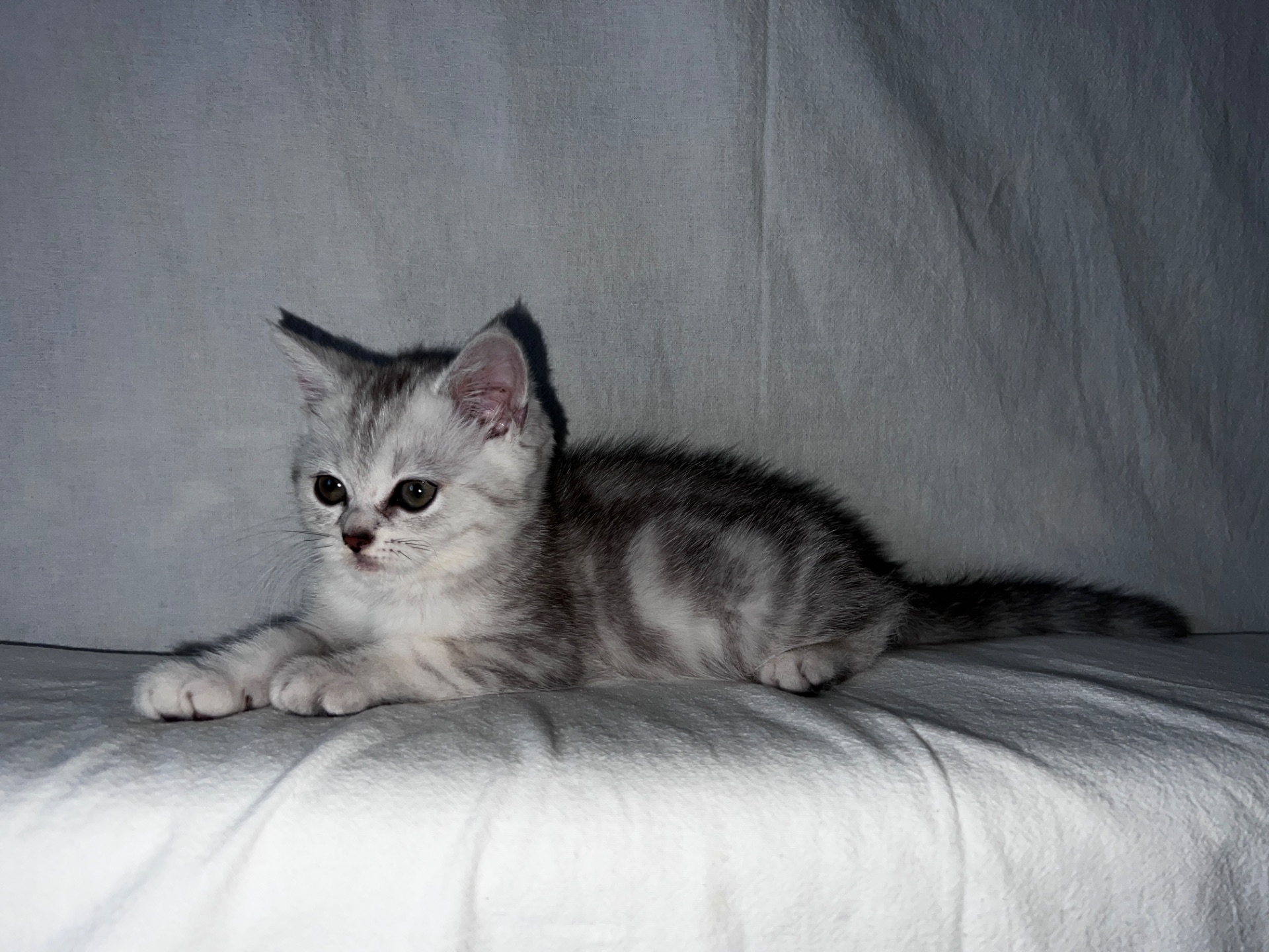 Британская кошка 💘