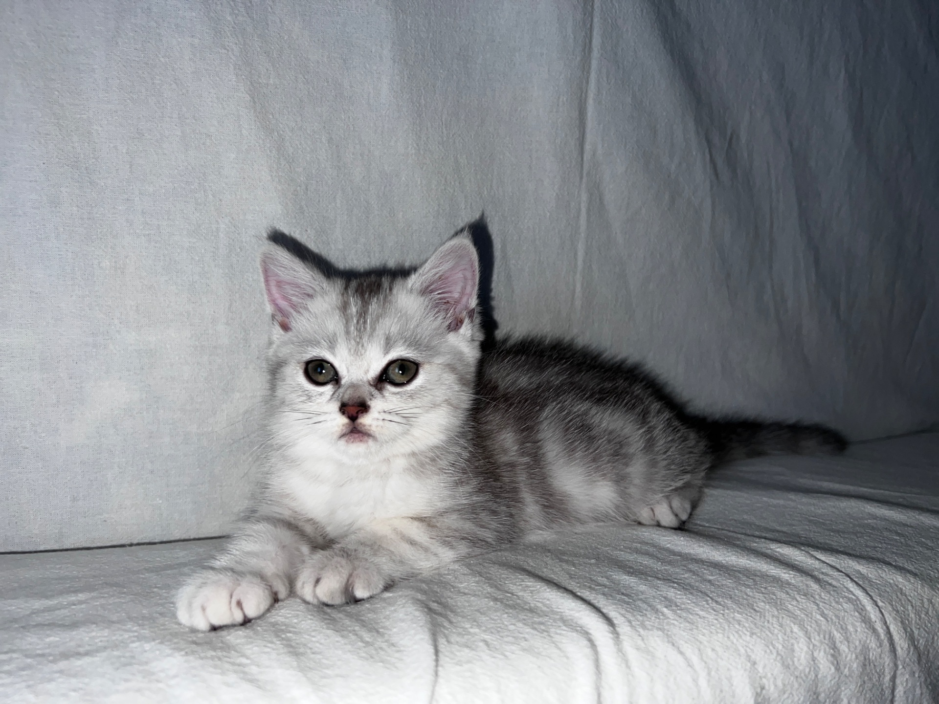 Британская кошка 💘