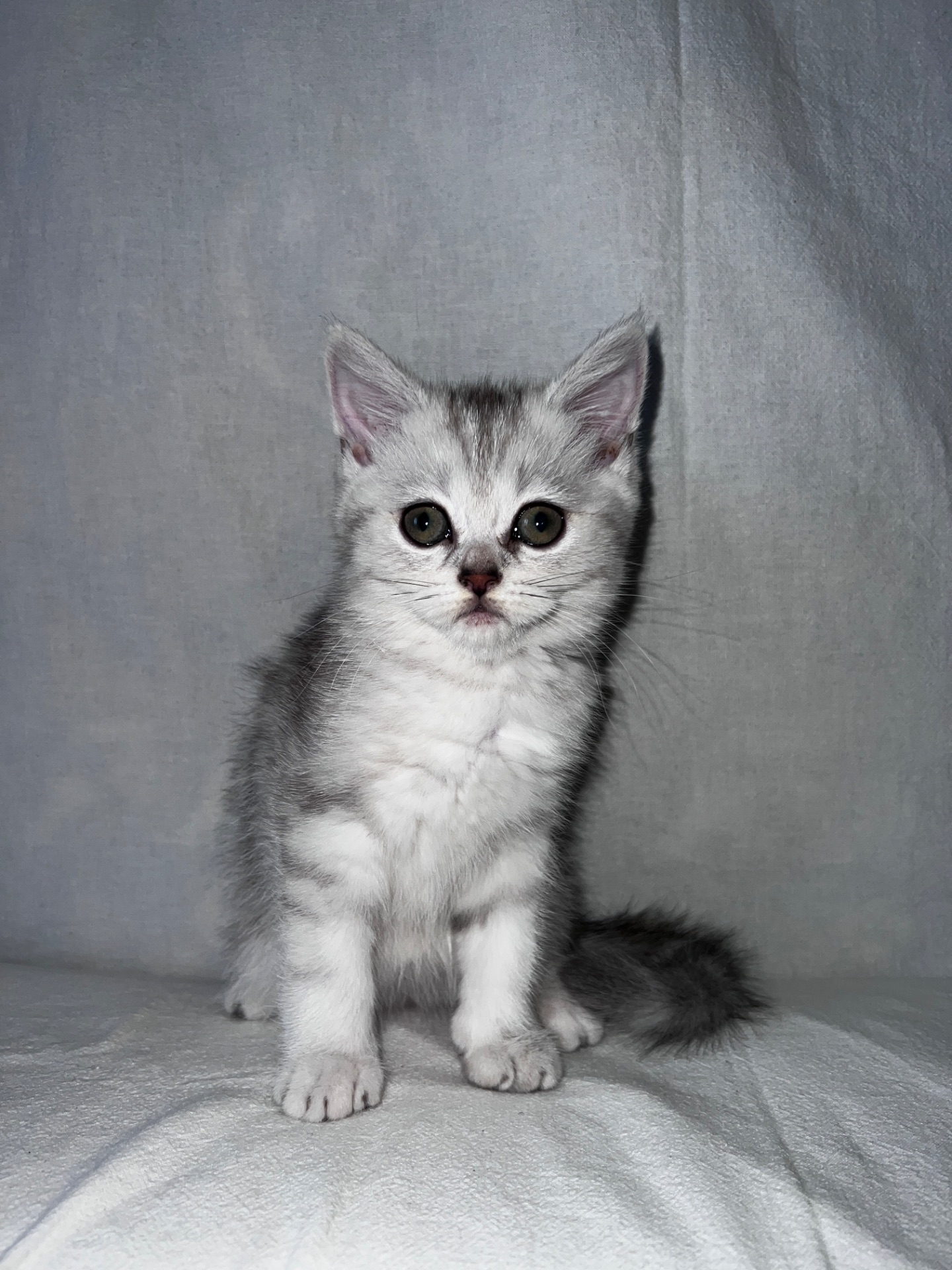 Британская кошка 💘
