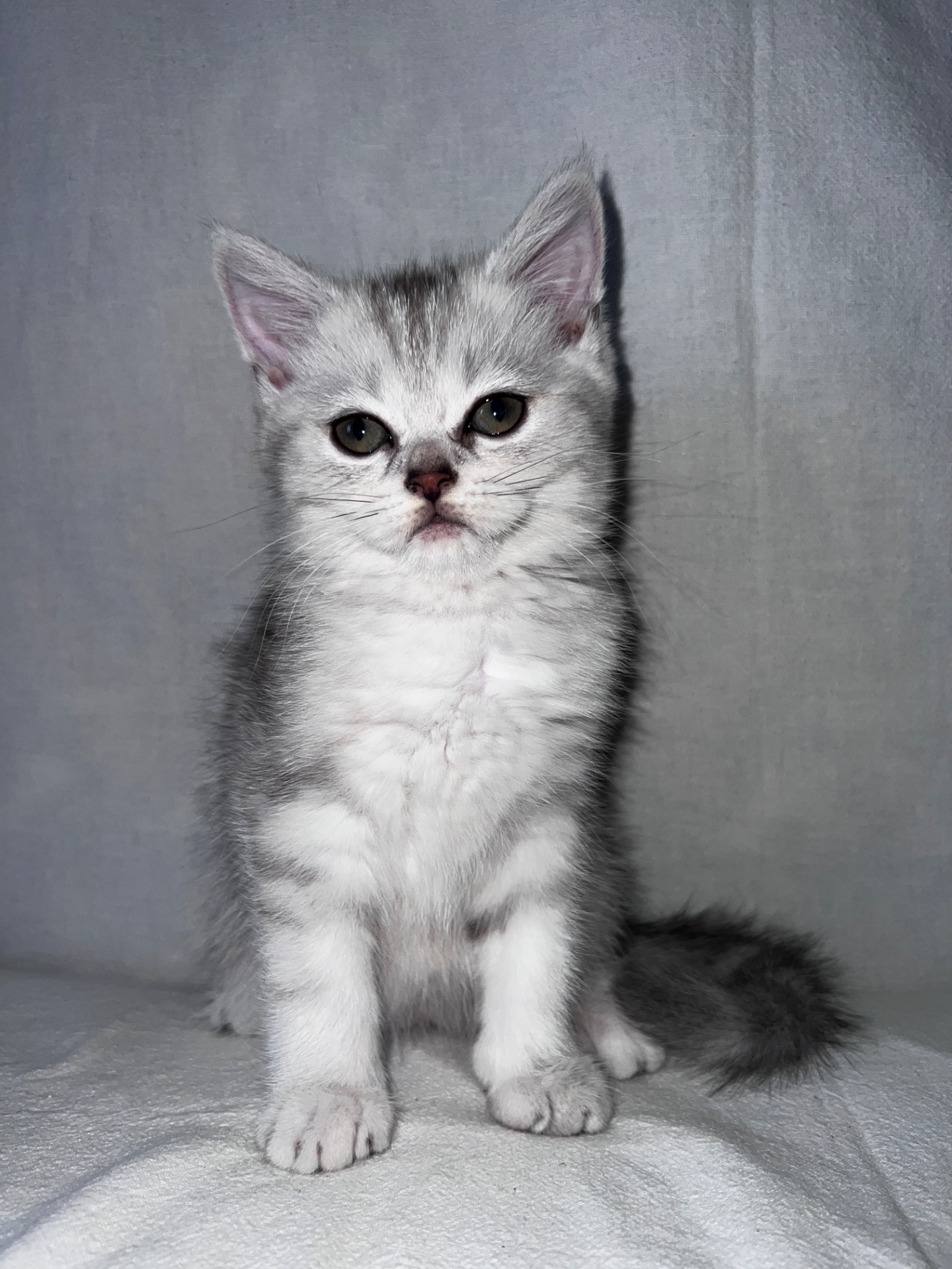 Британская кошка 💘
