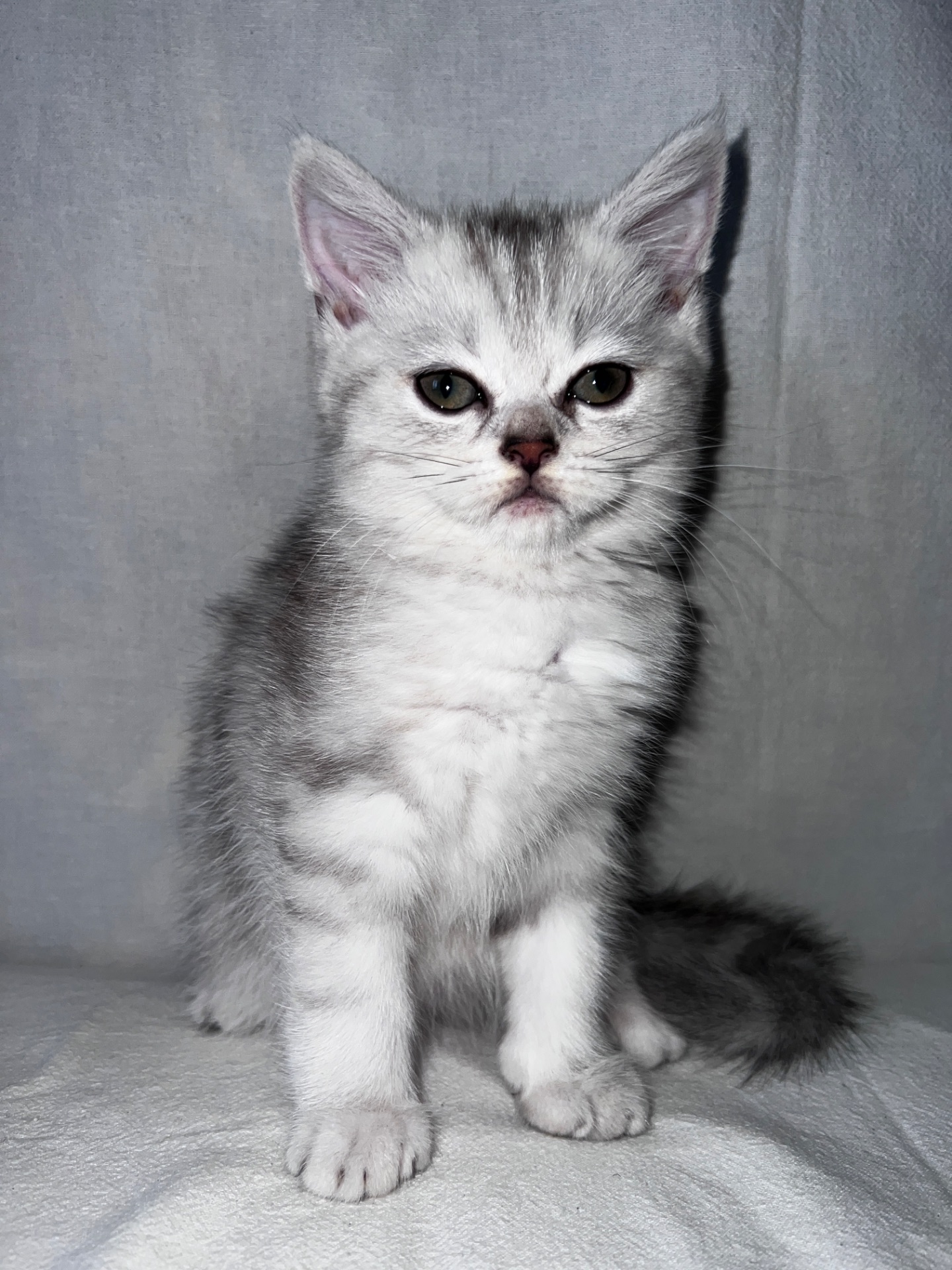 Британская кошка 💘