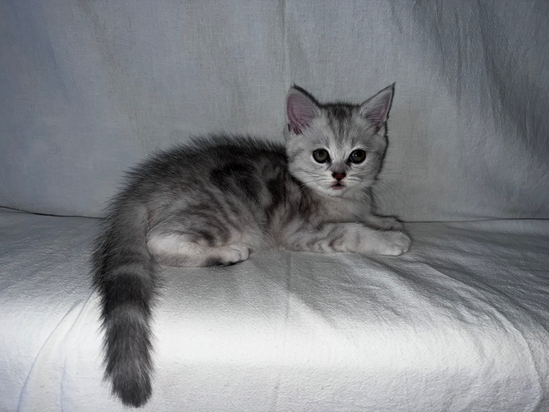 Британская кошка 💘