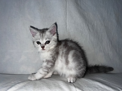 Британская кошка 💘