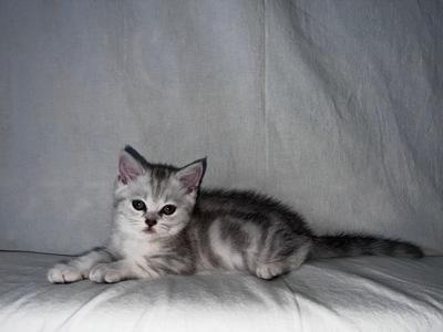 Британская кошка 💘