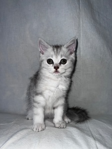 Британская кошка 💘