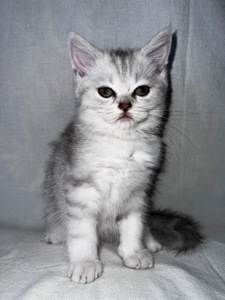 Британская кошка 💘