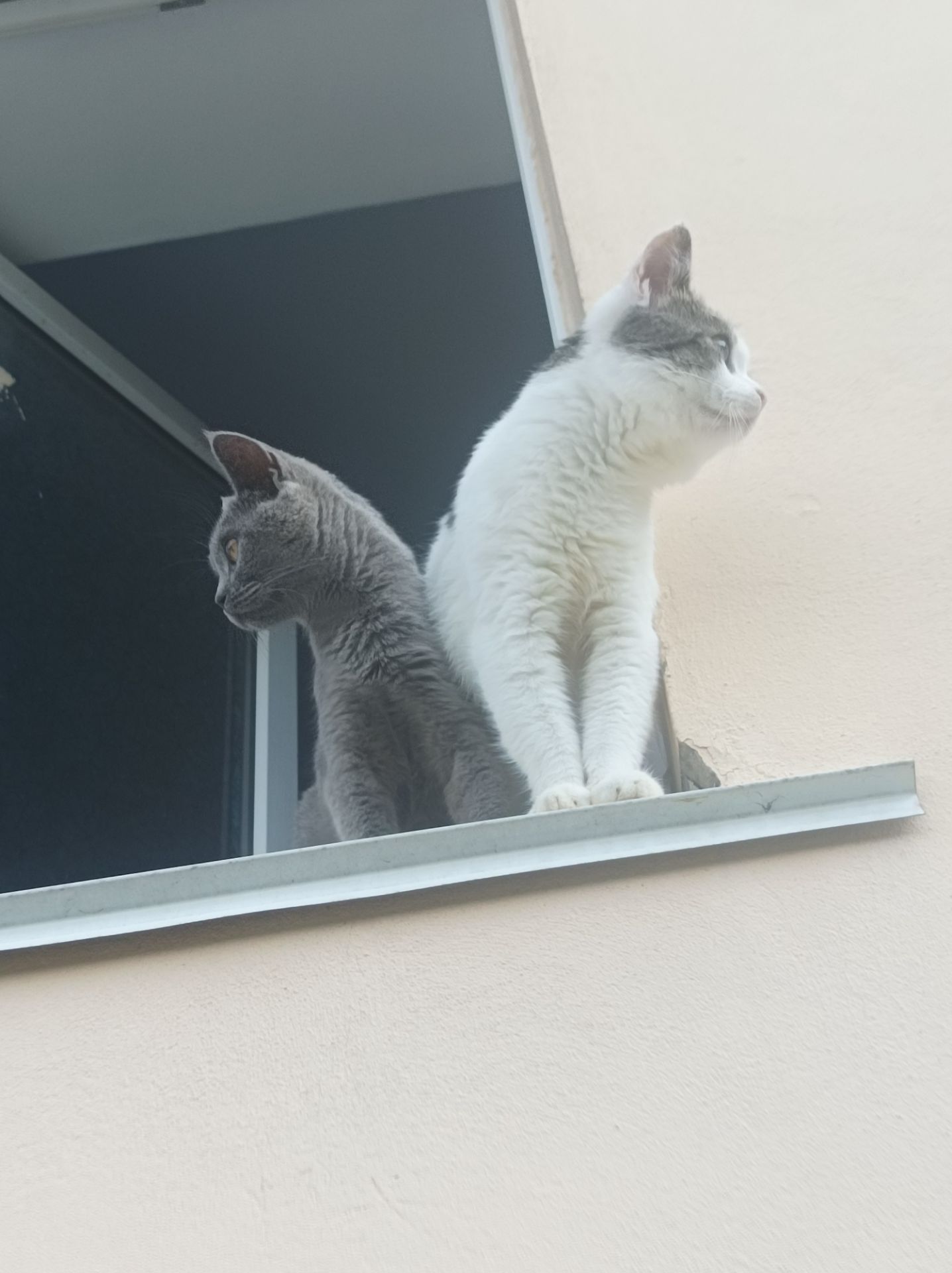 Бронь котят 🐾