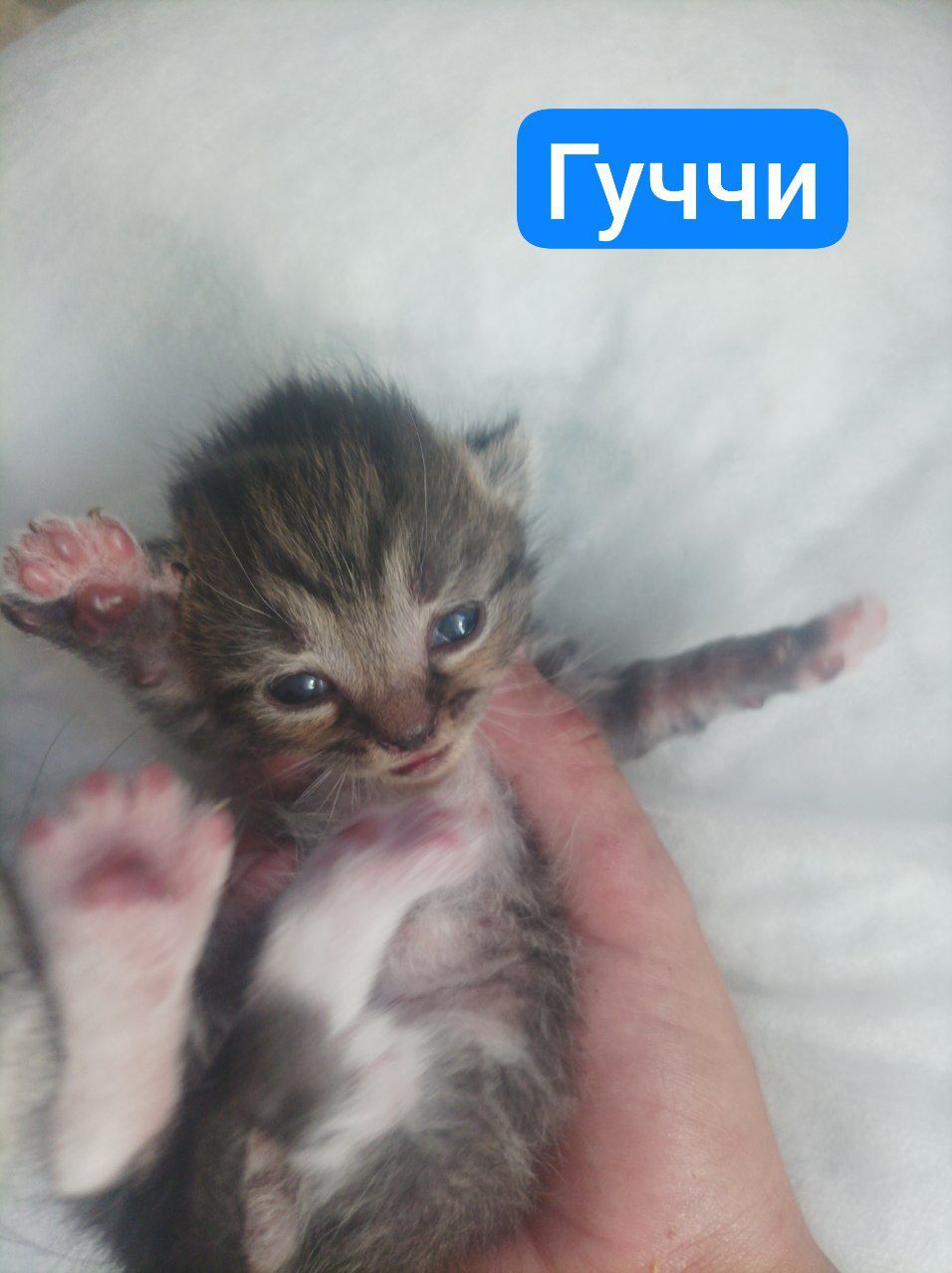 Бронь котят 🐾